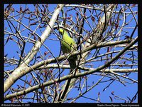 Sumba Green-Pigeon - Treron teysmannii