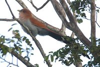 Squirrel Cuckoo - Piaya cayana