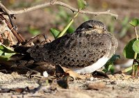 Nacunda Nighthawk - Podager nacunda