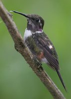 Purple-throated Woodstar - Calliphlox mitchellii