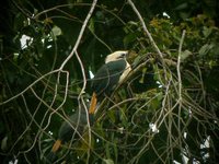 Mindanao Hornbill - Penelopides affinis