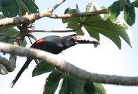 Collared Aracari - Pteroglossus torquatus