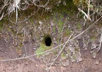 Bar-winged Cinclodes - Cinclodes fuscus