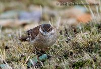 Bar-winged Cinclodes - Cinclodes fuscus
