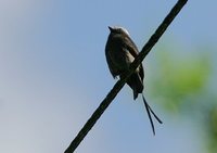 Long-tailed Tyrant - Colonia colonus