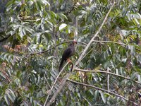 Great Thrush - Turdus fuscater