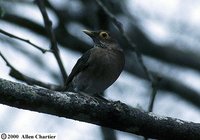 Bare-eyed Thrush - Turdus nudigenis