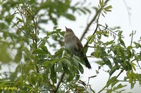 Eurasian River Warbler - Locustella fluviatilis