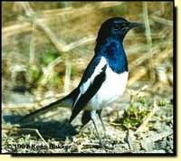 Oriental Magpie-Robin - Copsychus saularis