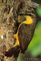 Olive-backed Sunbird - Cinnyris jugularis