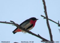 Mistletoebird - Dicaeum hirundinaceum