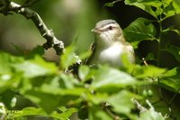 Red-eyed Vireo - Vireo olivaceus