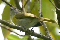 Lemon-chested Greenlet - Hylophilus thoracicus