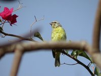 Yellow-fronted Canary - Serinus mozambicus