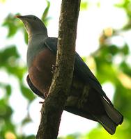 SPOTTED IMPERIAL-PIGEON