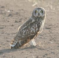 Short-eared Owl