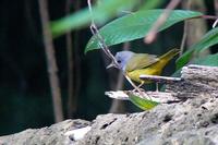 Mourning Warbler