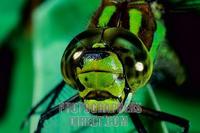 Southern Hawker ( Aeshna cyanea ) stock photo