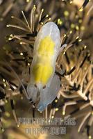 Pistol shrimp ( Alpheidae ) stock photo
