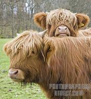 Highland Cattle , Loch Lomond and Trossachs National Park , Scotland stock photo