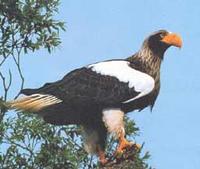 Steller's     Sea Eagle of Kamchatka