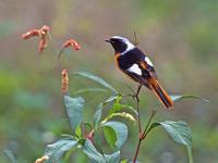 Name：	Daurian Redstart