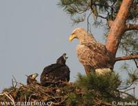 Orel morsky (Haliaeetus albicilla)