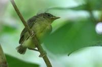 Japanese White-eye immature (Zosterops japonica steijnegeri)