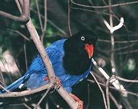 Taiwan Blue Magpie