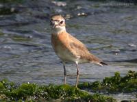 Mongolian Plover Charadrius mongolus 왕눈물떼새