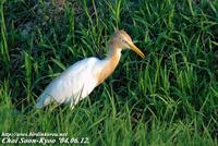 Fig. 13. Cattle Egret : 황로