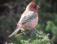 Eastern Great Rosefinch