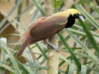 Raggiana Bird of Paradise