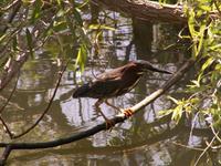 Green Heron