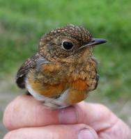 Robin (Erithacus rubecula), 1K