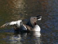 Red-throated Diver (Gavia stellata)