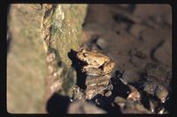 : Acris crepitans blanchardi; Blanchard's Cricket Frog