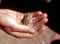 : Bufo lughensis