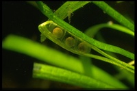 : Cynops ensicauda popei