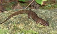 : Desmognathus santeetlah; Santeetlah Salamander