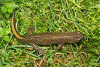 : Hynobius tsuensis