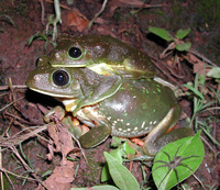 : Pachymedusa dacnicolor