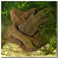 : Paramesotriton hongkongensis