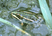 : Rana esculenta; Edible Frog