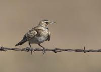 : Eremophila alpestris; Horned Lark