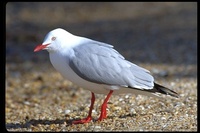 : Larus novaehollandiae; Silver Gull