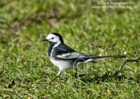 : Motacilla alba; Pied Wagtail