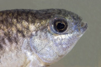 : Cyprinodon pecosensis; Pecos Pupfish