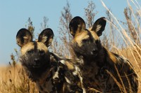 : Lycaon pictus; African Wild Dog