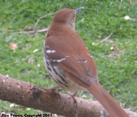 : Toxostoma rufum; Brown Thrasher